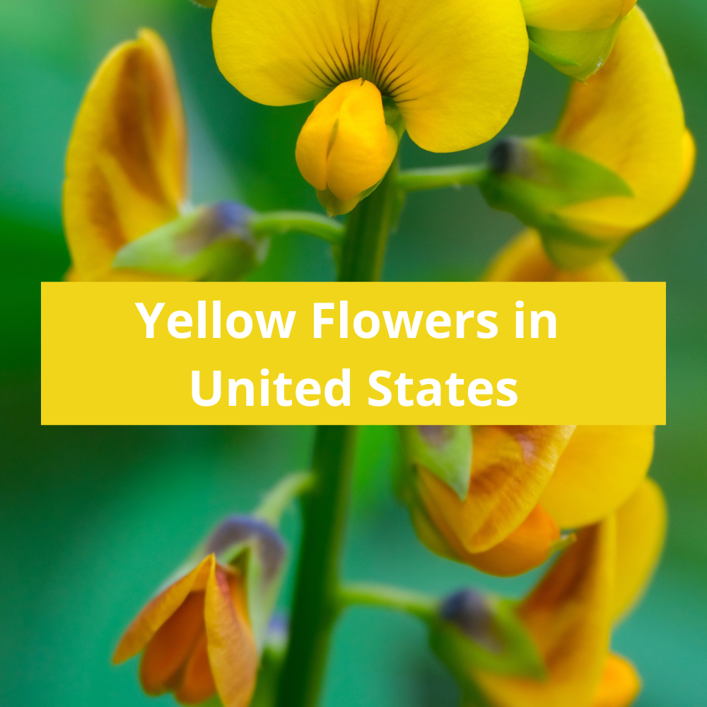 Yellow-Flowers-in-United-