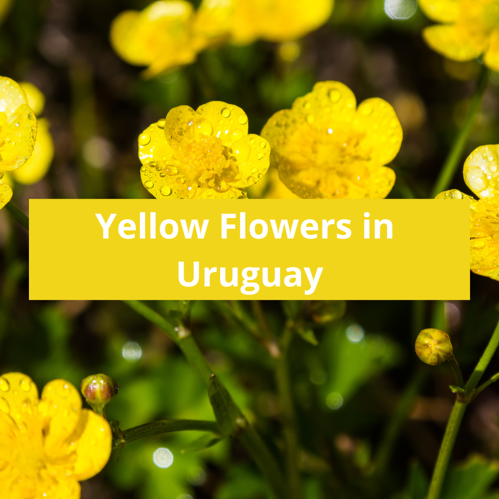 Yellow-Flowers-in-Uruguay