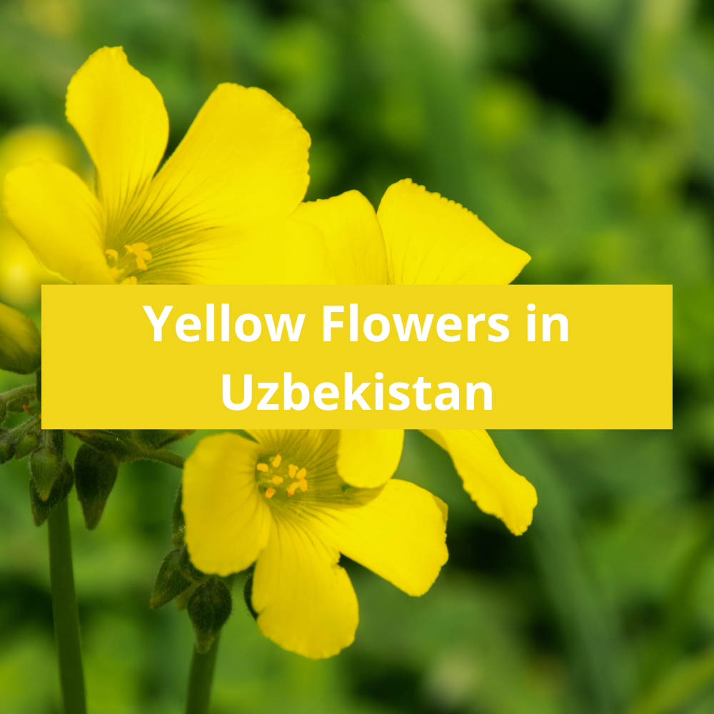 Yellow-Flowers-in-Uzbekistan