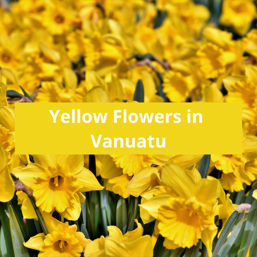 Yellow-Flowers-in-Vanuatu