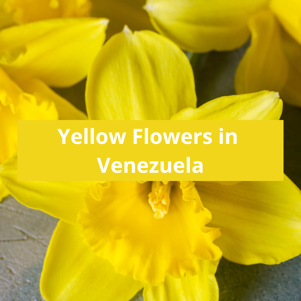 Yellow-Flowers-in-Venezuela