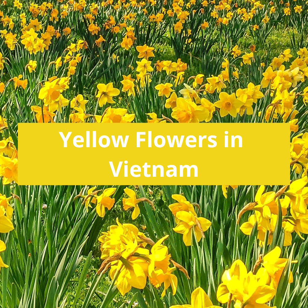 Yellow-Flowers-in-Vietnam