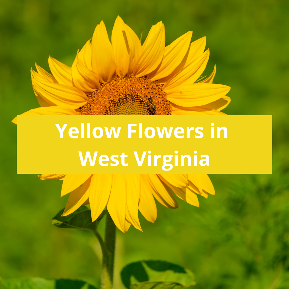 yellow-Flowers-in-West-Virginia