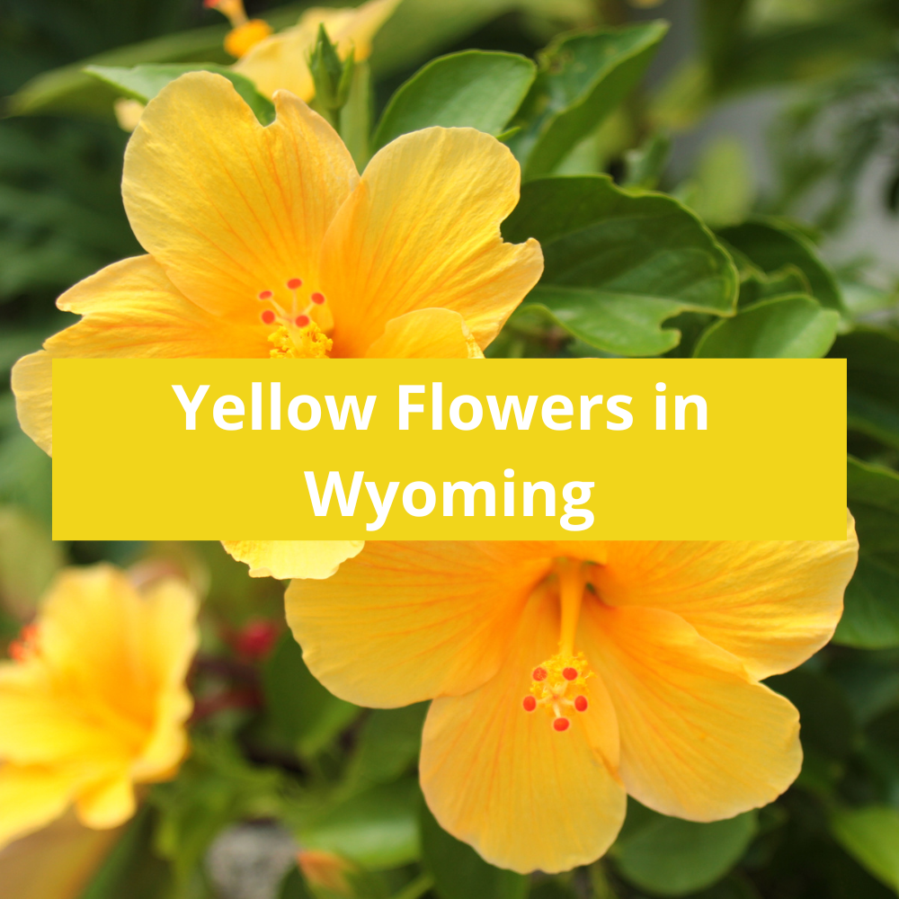 Yellow-Flowers-in-Wyoming