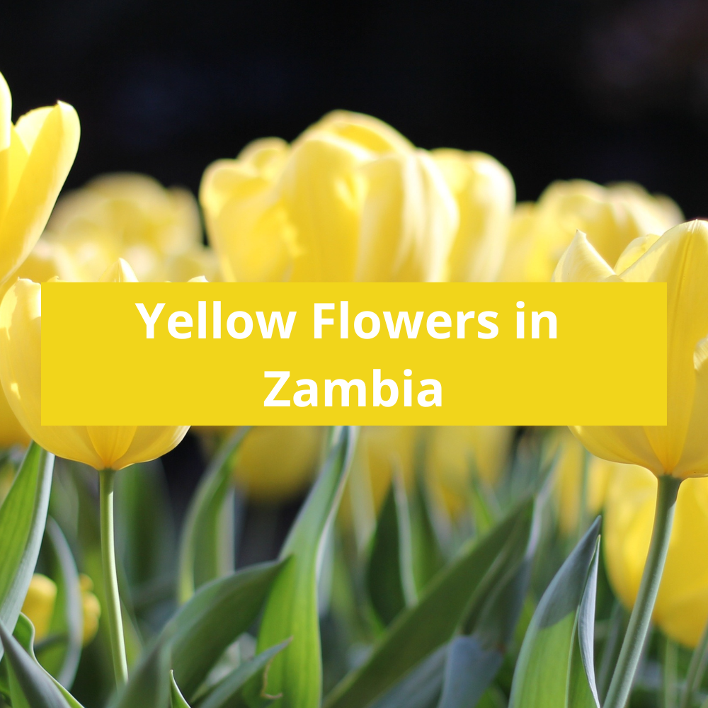 Yellow-Flowers-in-Zambia