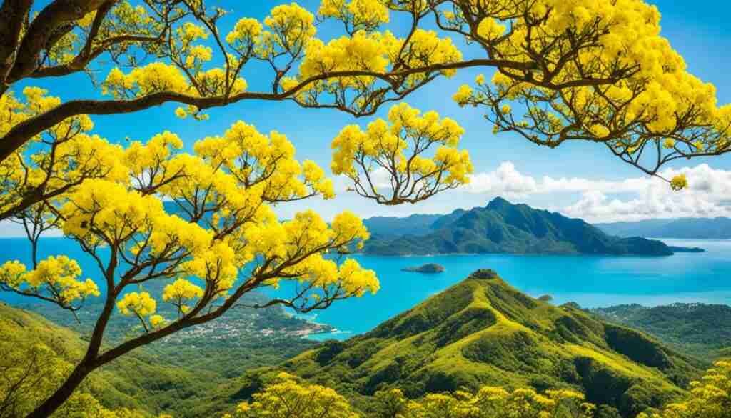 Yellow Tabebuia Tree Yellow Tabebuia Tree