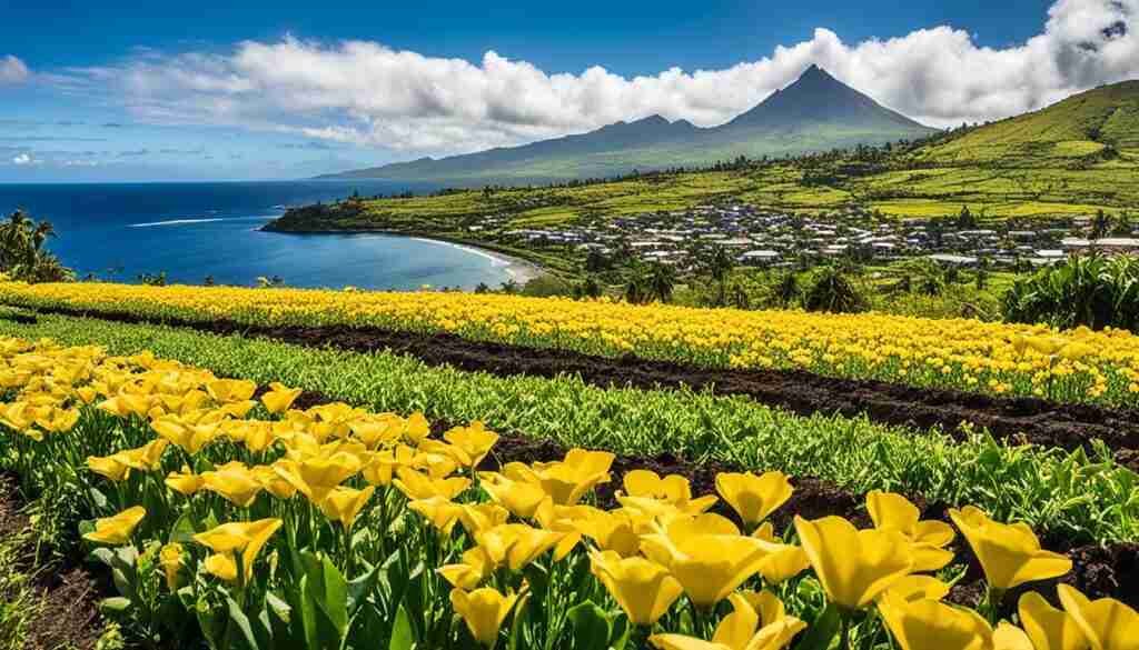 Yellow flowers in Comoros culture Yellow flowers in Comoros culture