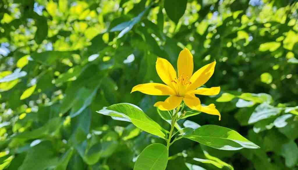 popular yellow flowers in Haiti