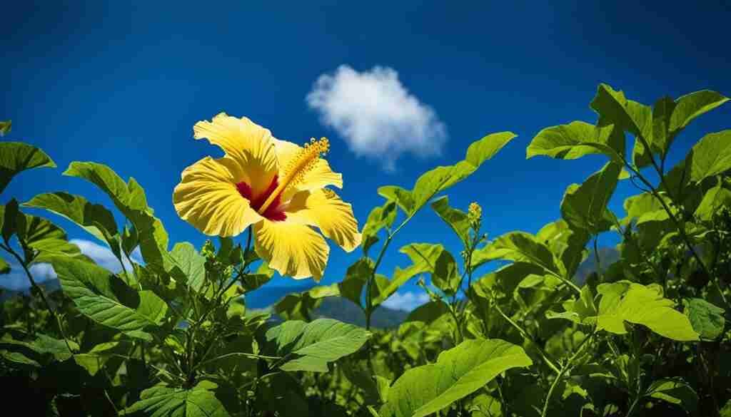 yellow hibiscus