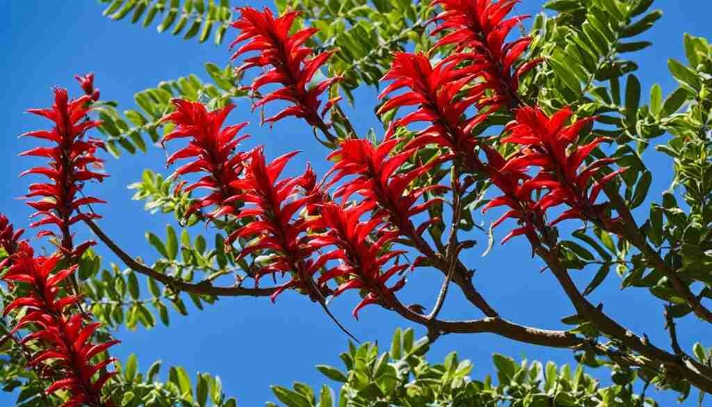 Ceibo Erythrina
