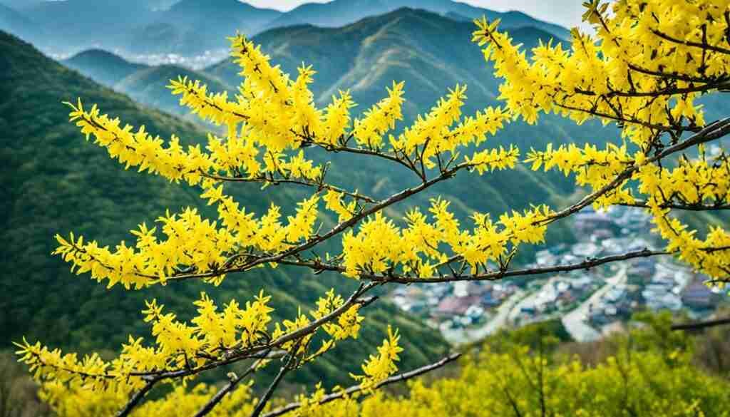 Forsythia (Gaenari)