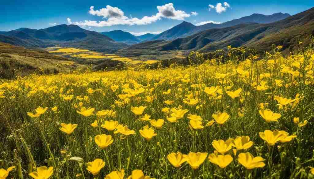Popular Yellow Flowers in Venezuela