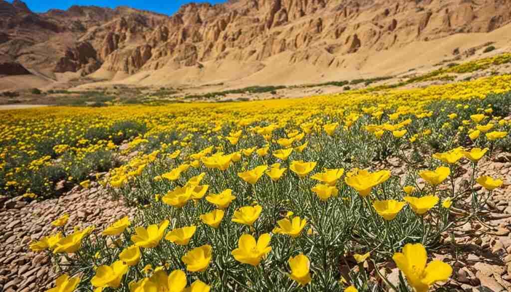 Yellow Blooms in Yemen