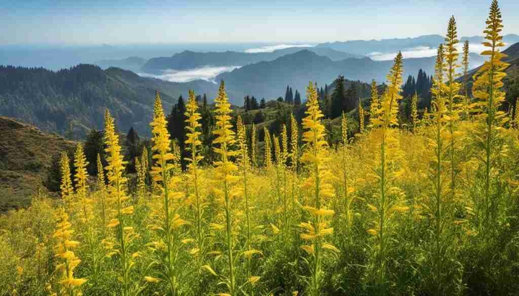 Yellow Flower Varieties in Somalia