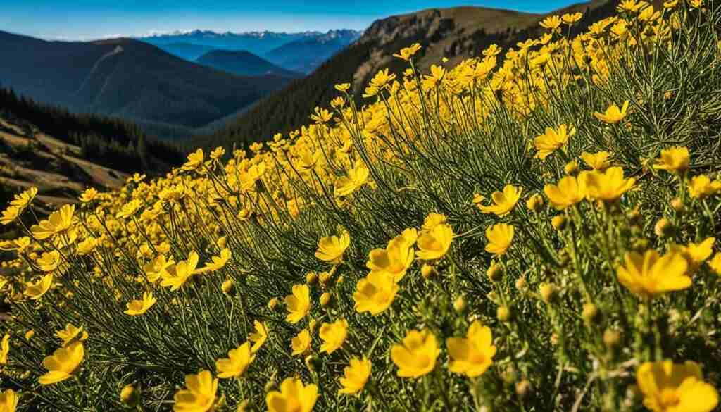 Yellow Flowers in Timor-Leste Yellow Flowers in Timor-Leste