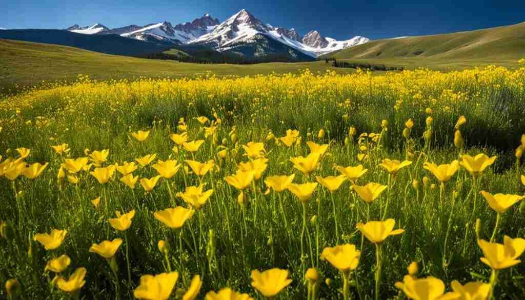 Yellow flowers in culture