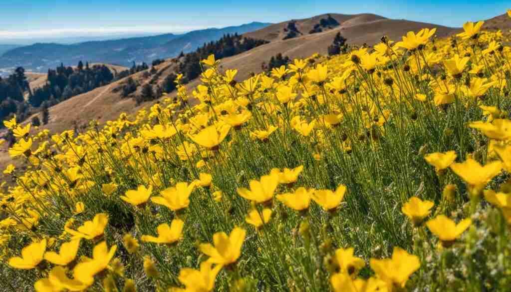 native yellow flowers in California