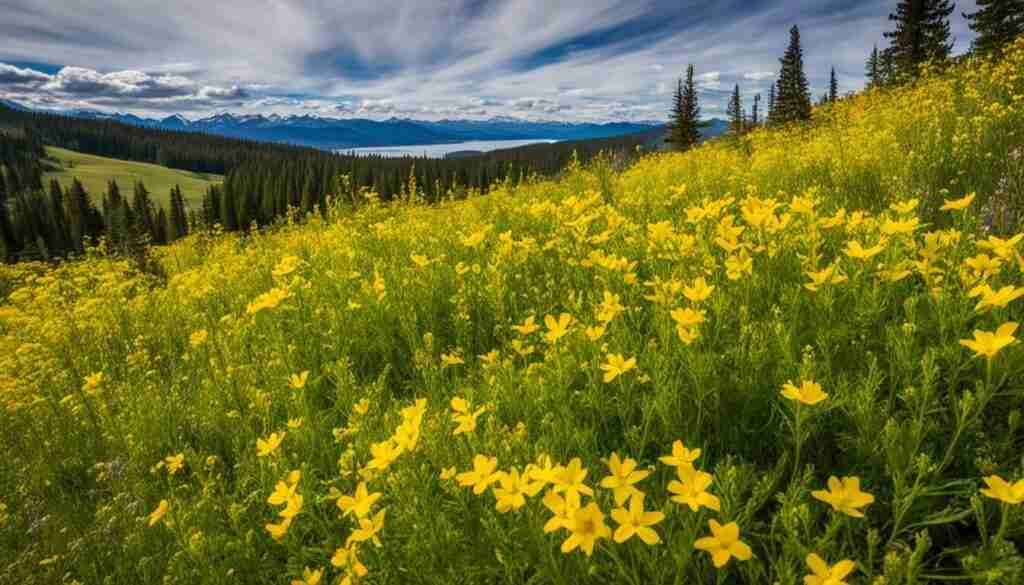 yellow weedy flowers in Montana