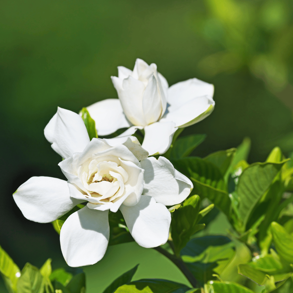 Gardenia