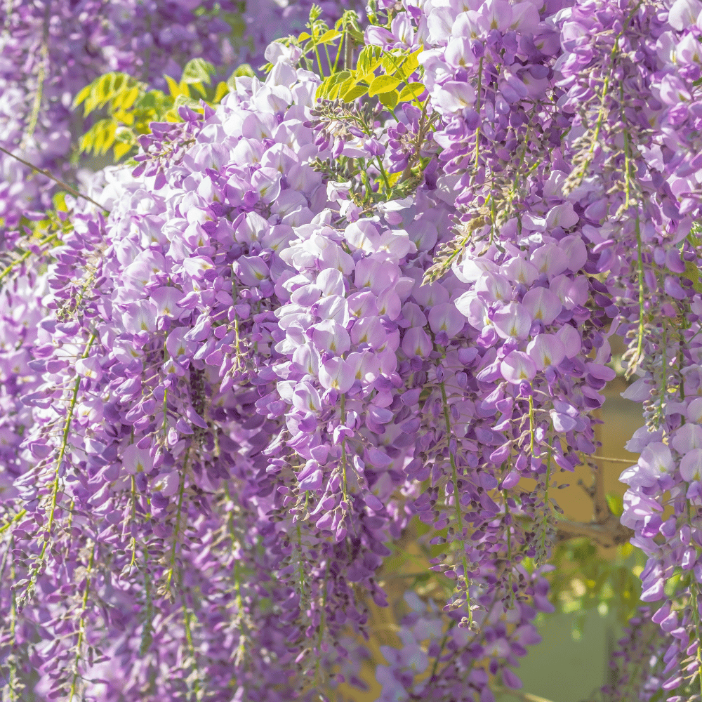 Purple-flowers-blooming-tree